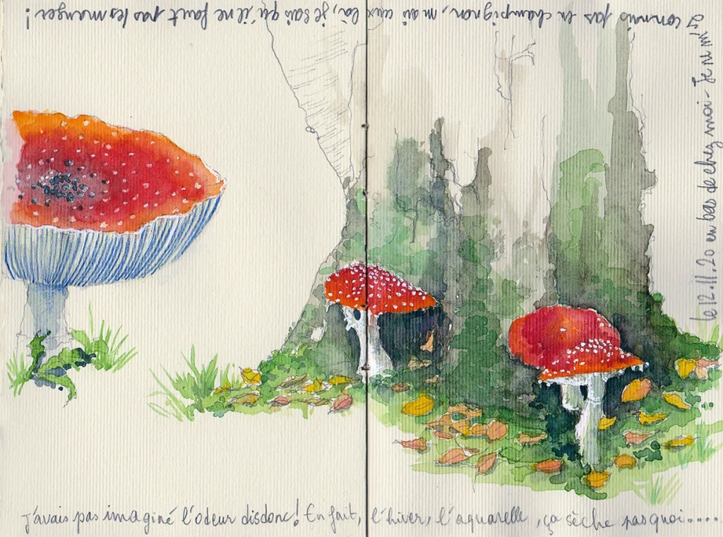 Croquis in situ - Amanite tue-mouches