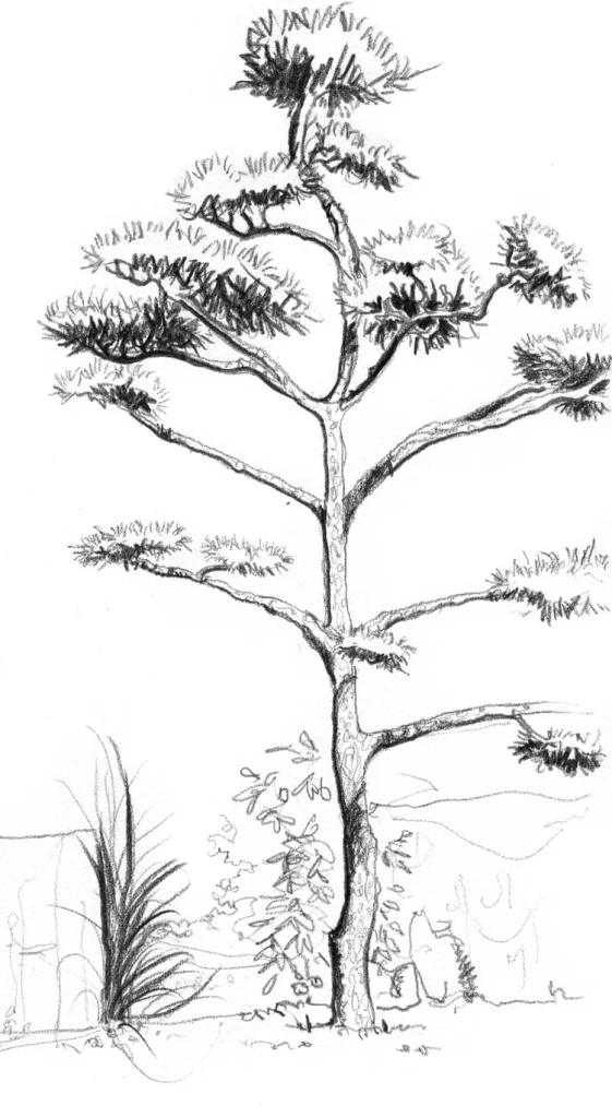 Croquis in situ - Arbre de l'île de Versailles à Nantes